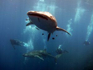 whale-sharks-at-koh-tachai