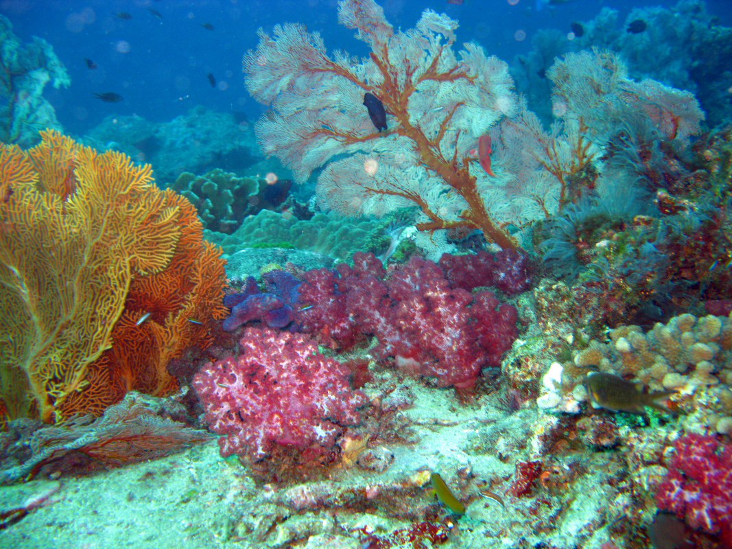 tachai-korall-kert