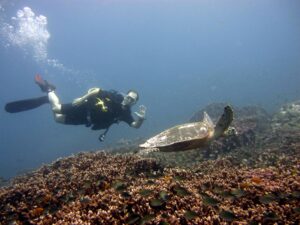 turtle-with-diver-course-packages