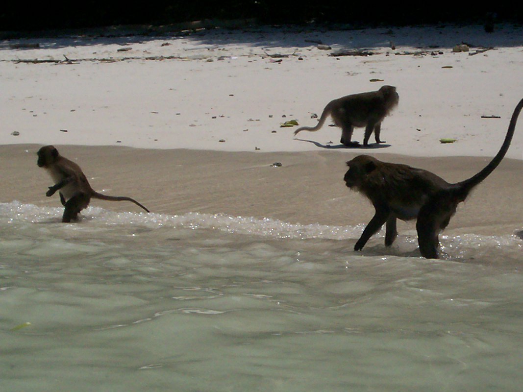 monkey-beach-phi-phi-sziget