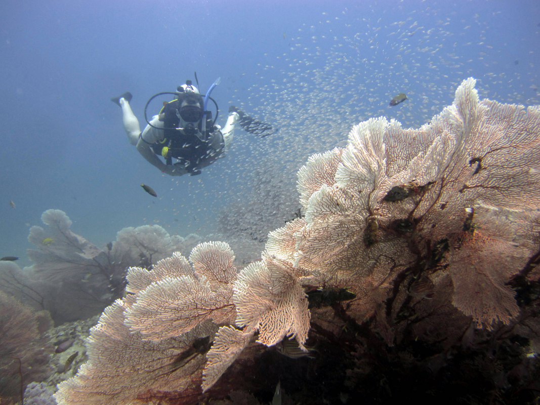 buvar-korall-kertben