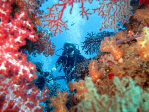 dive-similan-islands-coral-reef
